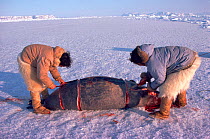 Inuit hunters butchering Bearded seal (Erignathus barbatus) caught at breathing hole. Northwest Greenland, 1980.