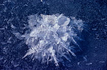 Frozen extrusions of salt formed on new sea ice as salt water freezes, known as ice flowers. Northwest Greenland, 1980.