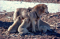 Tethered Husky (Canis familiaris) bitch feeding her pups. Northwest Greenland.