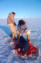 Inuit hunters hauling Bearded seal (Erignathus barbatus) caught at breathing hole. Northwest Greenland, 1980.