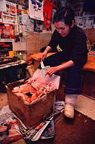 Inuit woman in hunting hut using ulu (womens knife) to clean seal skin. Northwest Greenland, 1980.