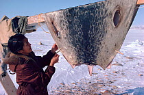 Inuit woman hanging up cleaned seal skin at hunting camp. Northwest Greenland, 1980.