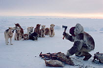 Inuit hunter chopping frozen Walrus (Odobenus rosmarus) meat to feed to Huskies (Canis familiaris) on hunting trip. Northwest Greenland, 1980.