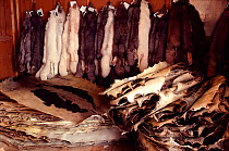 White and blue fox skins, and seal skins, for sale. Northwest Greenland, 1980.
