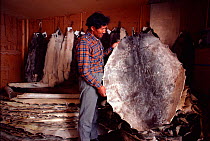 Inuit storekeeper trading fox and seal skins. Northwest Greenland, 1980.