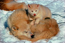 Sleeping Husky (Canis familiaris) and pup. Northwest Greenland.