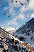 Inuit hunter catching Little auks (Alle alle) in long handled net (ipo). Northwest Greenland, 1980.