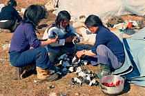 Inuit women preparing to cook Little auks (Alle alle) at Spring camp near Cape Atholl. Northwest Greenland, 1980.