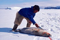 Inuit hunter using knife to skin Ringed seal (Phoca hispida). Northwest Greenland, 1980.