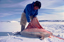 Inuit hunter skinning Ringed seal (Phoca hispida). Northwest Greenland, 1980.