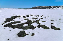 Patches of bare tundra visible through snow as Spring thaw begins near Moriussaq. Northwest Greenland, 1980.