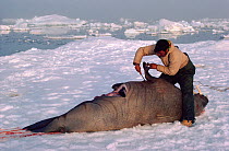 Inuit hunter on ice floe butchering Walrus (Odobenus rosmarus) using sharp knife. Moriussaq. Northwest Greenland, 1980.