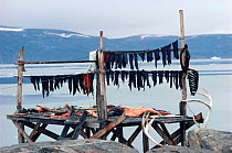 Narwhal (Monodon monoceros) meat drying on rack in Qeqertat. Thule, Northwest Greenland, 1980.