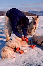 Inuit man tying boots onto sled dog (Canis familiaris) to protect feet from sharp ice crystals of early summer. Northwest Greenland, 1980.