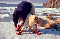 Inuit man tying boots onto sled dog (Canis familiaris) to protect feet from sharp ice crystals of early summer. Northwest Greenland, 1980.