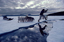 Inuit hunter Jacob Petersen jumping lead in summer sea ice, followed by Huskies (Canis familiaris). Qeqertat, Northwest Greenland, 1980