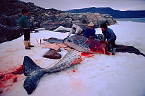 Inuit hunters butchering Narwhal (Monodon monoceros). Northwest Greenland, 1980.