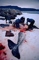 Inuit hunters butchering Narwhal (Monodon monoceros). Northwest Greenland, 1980.