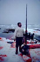Inuit hunter holding seven foot Narwhal (Monodon monoceros) tusk. Northwest Greenland, 1980.