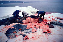 Inuit hunters butchering Narwhal (Monodon monoceros). The skin, a great source of vitamins, is a delicacy. Northwest Greenland, 1980.