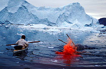 Inuit hunter lancing harpooned Narwhal (Monodon monoceros) to kill it. Northwest Greenland, 1980.
