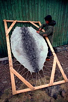 Inuit woman stretching seal skin onto frame to dry. Northwest Greenland, 1980.