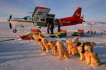 Huskies (Canis familiaris) waiting to haul supplies from Cessna Caravan plane near Savissivik, Northwest Greenland, 1996.