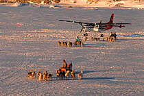 Dog sleds pulled by Huskies (Canis familiaris) carrying supplies from Cessna Caravan plane to village of Savissivik. Northwest Greenland, 1996.