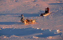 Inuit hunter guiding Huskies (Canis familiaris) down steep slope onto sea ice. Savissivik, Northwest Greenland, 1996.