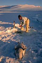 Inuit hunter checking net set under the ice to catch seals. Northwest Greenland, 1996.