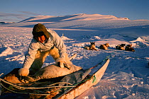 Inuit hunter loading dead seal onto sled near Savissivik. Northwest Greenland, 1996.