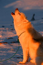 Lone Husky dog (Canis familiaris) howling. Savissivik, Northwest Greenland.