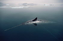 Dead Narwhal (Monodon monoceros) which has been harpooned by Inuit hunters. Northwest Greenland.