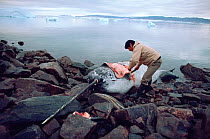 Inuit hunter Mikile Kristiansen butchering dead Narwhal (Monodon monoceros) near Qeqertat, Northwest Greenland.
