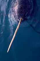 Close up of Narwhal (Monodon monoceros) in water showing its ivory tooth, Northwest Greenland.