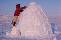 Inuk standing on snow block building igloo. Northwest Greenland, 1986.