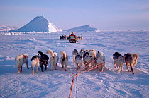 Inuit hunters travelling by dog sled pulled by Huskies (Canis familiaris) on sea ice near Cape Atholl, Northwest Greenland.