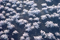 Ice flowers on newly formed sea ice in winter. Northwest Greenland, 1986.