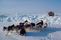 Inuit hunter travelling by dog sled pulled by Huskies (Canis familiaris) over rough pressure ice. Northwest Greenland.