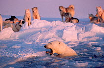 Polar bear (Ursus maritimus) in lead snarling at Huskies (Canis familiaris), Northwest Greenland.