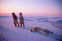 Inuit hunters hauling dead Polar bear (Ursus maritimus) out of lead at end of hunt, Northwest Greenland