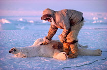 Inuit hunter skinning Polar bear (Ursus maritimus) he has just killed, Northwest Greenland