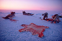 Inuit hunter butchering Polar bear (Ursus maritumus) on ice in Melville Bay, Northwest Greenland.