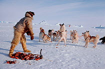 Inuit hunter feeding raw seal meat to his Huskies (Canis familiaris). Northwest Greenland