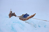 Inuit hunter sledging over rough pressure ice in winter storm. Northwest Greenland, 1986.