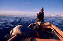 Inuit hunter with Bearded seal (Erignathus barbatus) in boat during autumn hunt. Northwest Greenland.