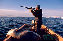 Inuit hunter aiming rifle, with Bearded seal (Erignathus barbatus) in boat during autumn hunt. Northwest Greenland.
