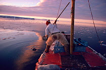 Inuit hunter about to harpoon Bearded seal (Erignathus barbatus) from his boat. Northwest Greenland.