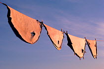 Seal skins hanging on line to dry in Autumn. Moriussaq, Greenland, 1987.