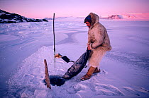 Inuit hunter with Ringed seal (Phoca hispida) caught in net under ice. Northwest Greenland.